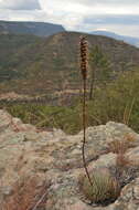 Image of Agave rzedowskiana P. Carrillo, Vega & R. Delgad.