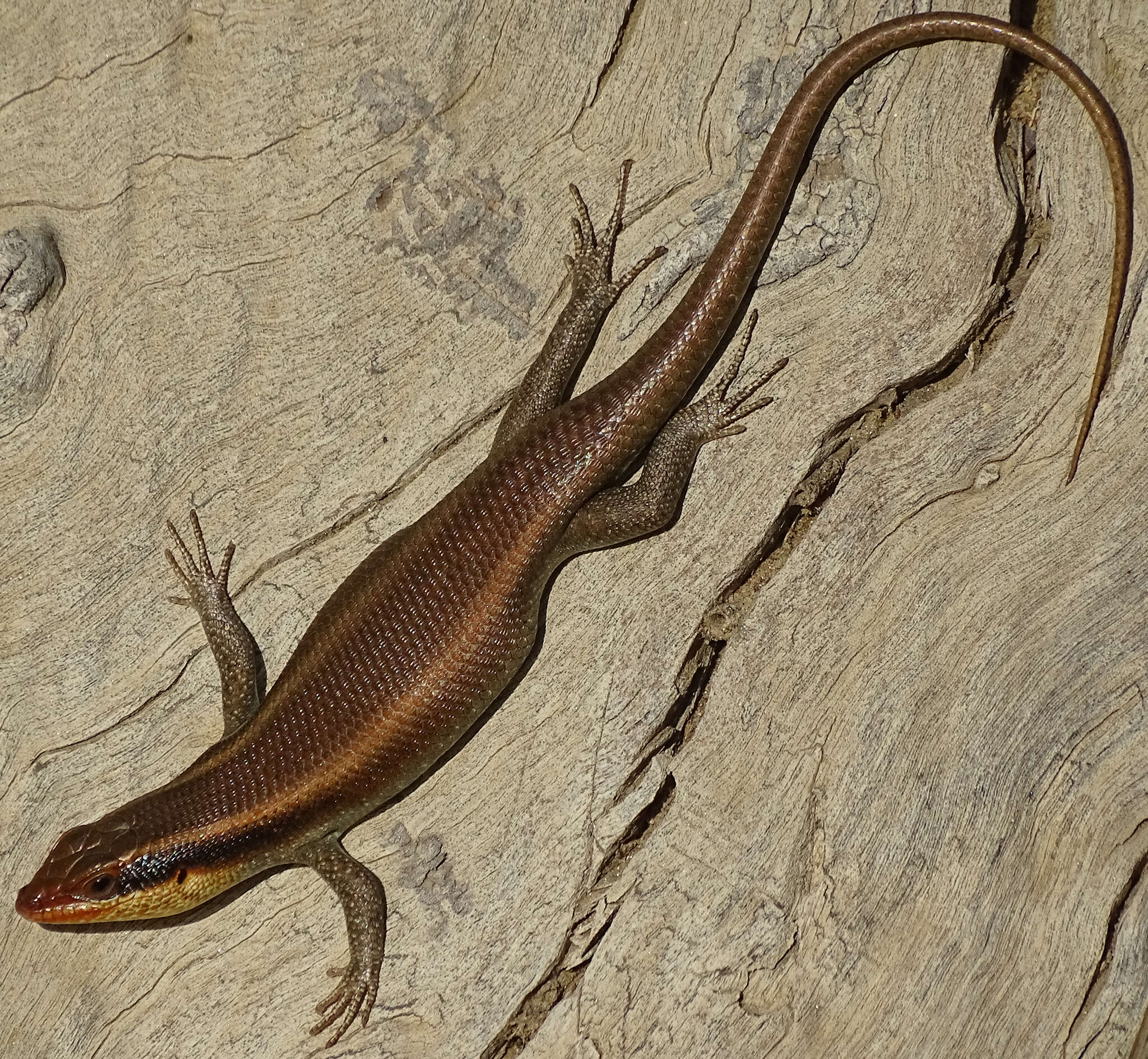 Image of Trachylepis wahlbergii (Peters 1870)