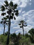 Image of palmyra palm