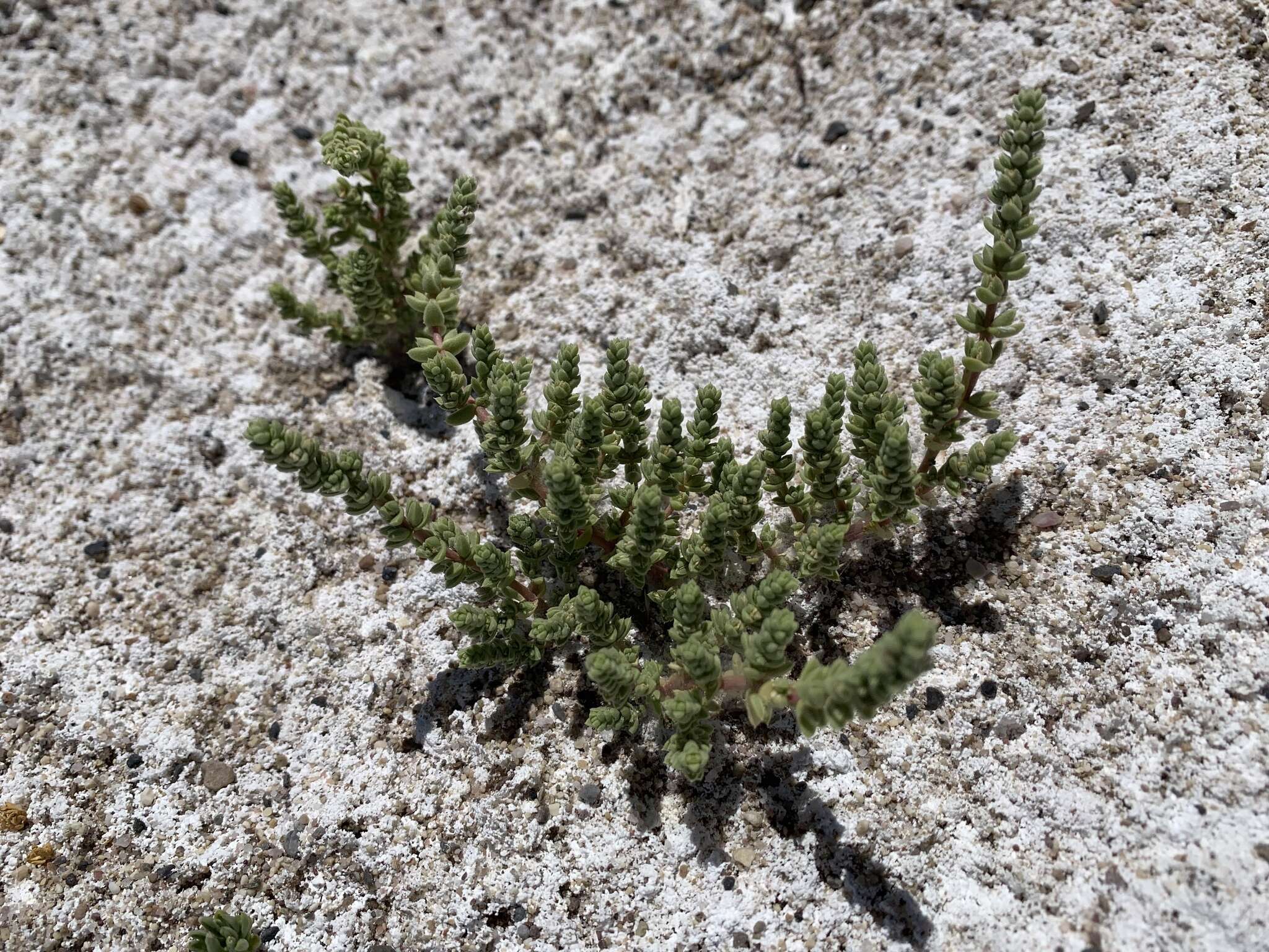 Image of Amargosa niterwort