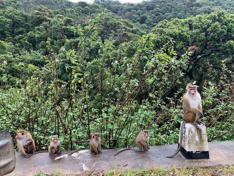 Imagem de Macaca sinica opisthomelas Hill 1942