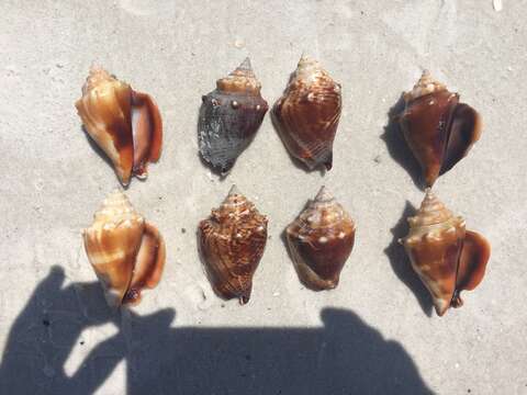 Image of Florida fighting conch