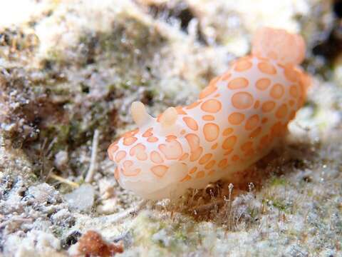 Image of Red spotted fat white slug