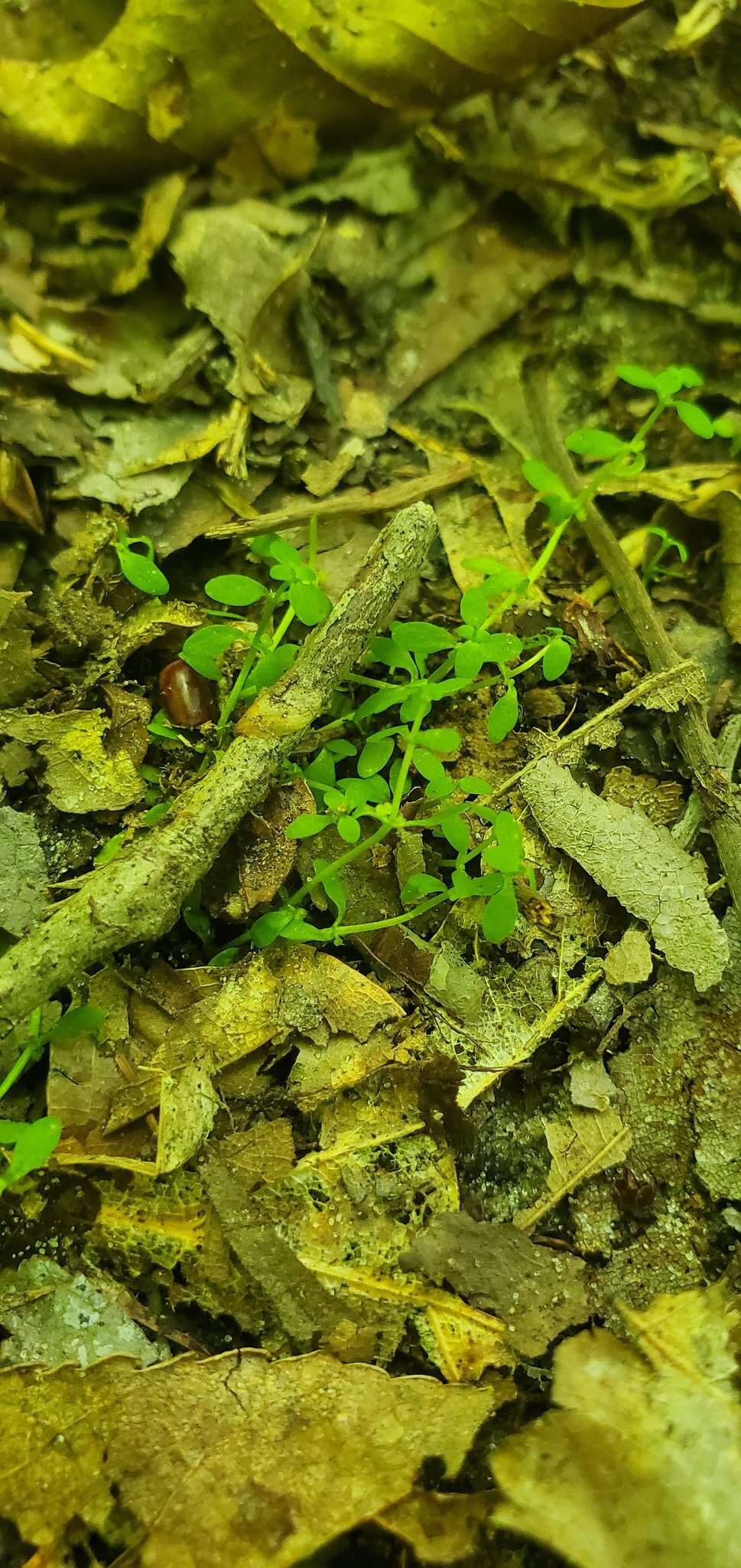 Image of terrestrial water-starwort