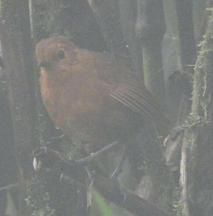 Grallaria saturata resmi