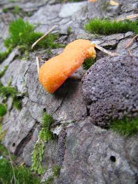 Image of Tubifera montana