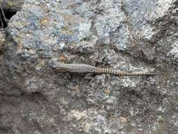 Sceloporus megalepidurus Smith 1934 resmi