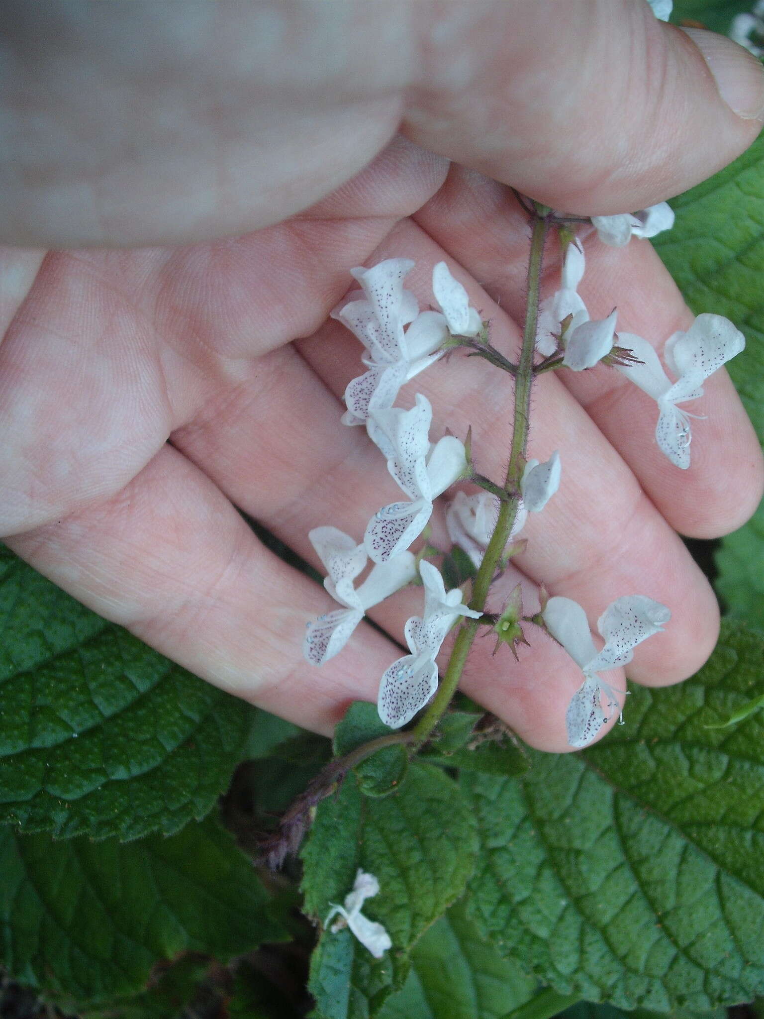 Image of speckled spur flower