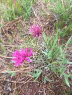 Plancia ëd Trifolium attenuatum Greene