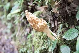 Image of Morchella herediana L. D. Gómez 1971