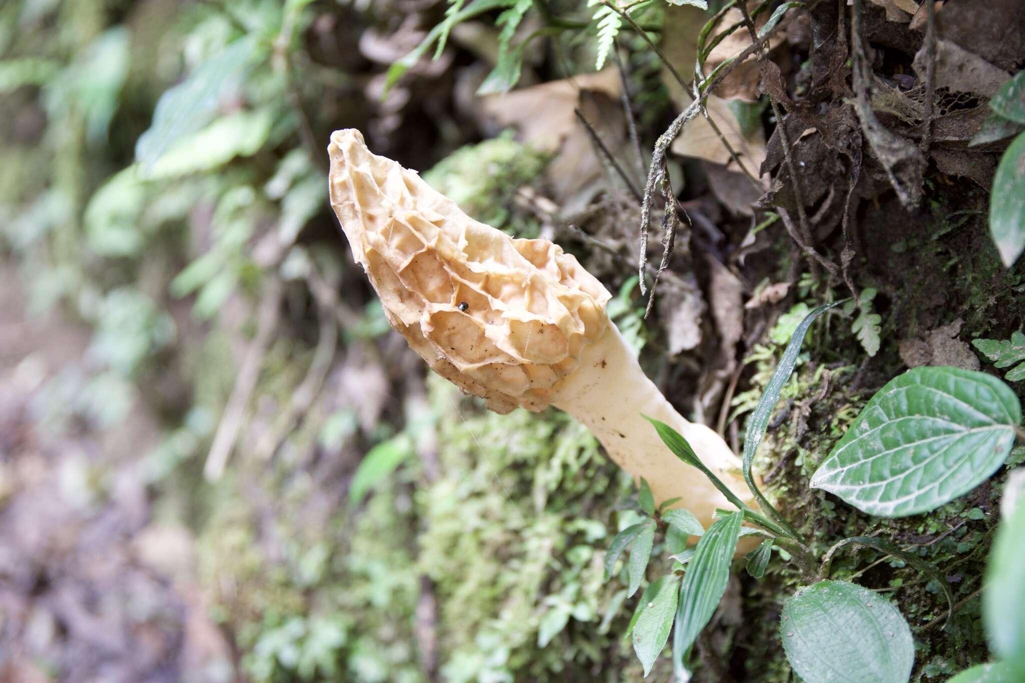 Image of Morchella herediana L. D. Gómez 1971