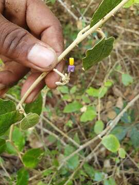 Image of Solanum crotonoides Lam.