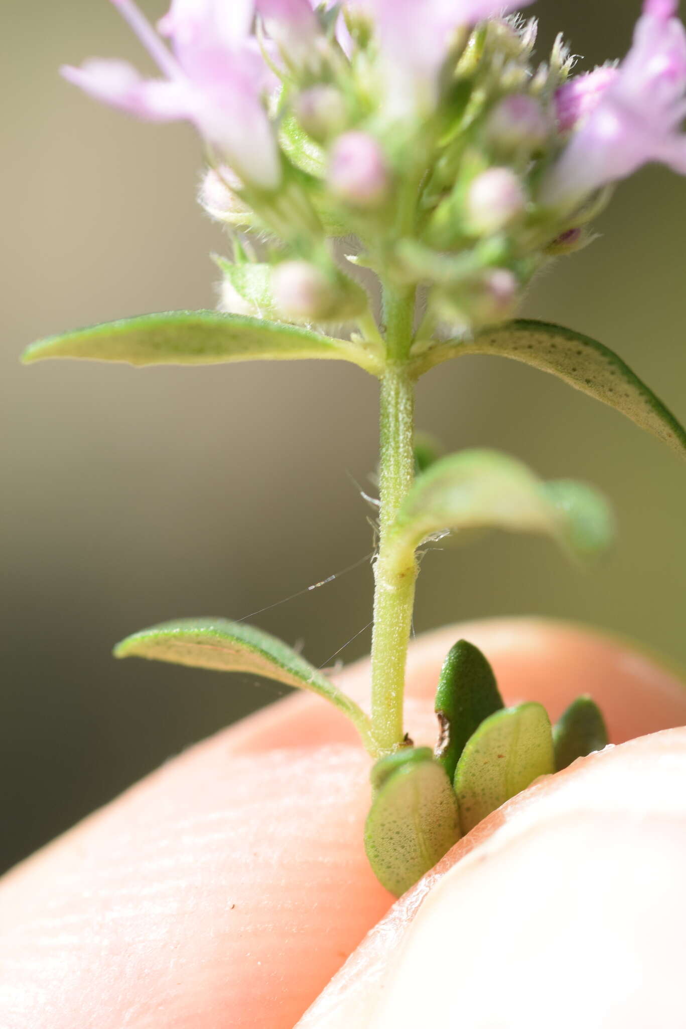 Imagem de Thymus longicaulis C. Presl