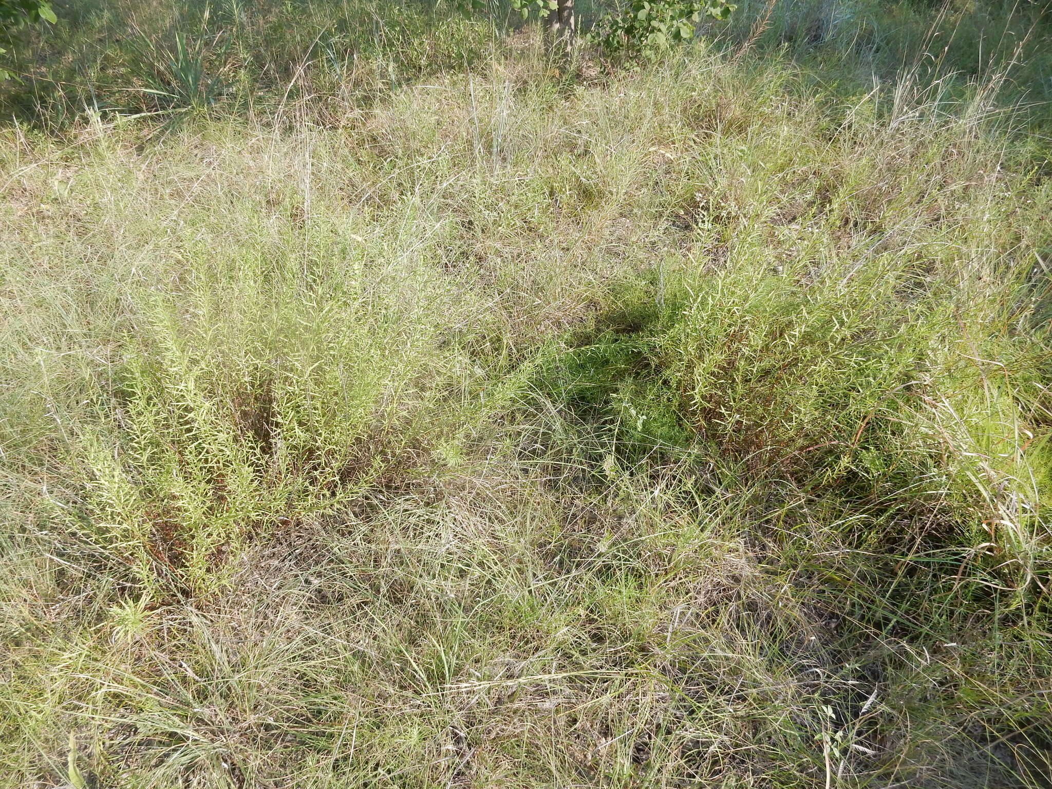 Image of prairie false willow