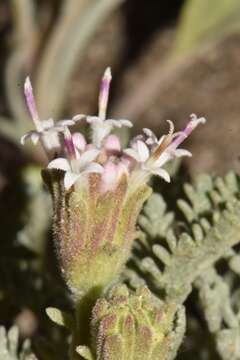 Imagem de Chaenactis douglasii var. alpina A. Gray