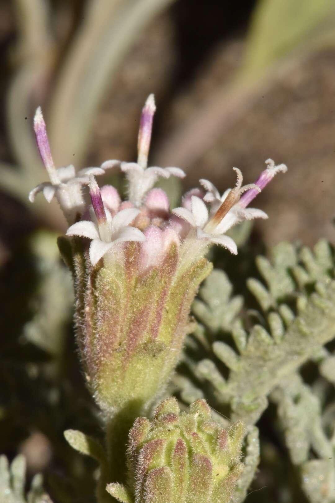 Image of alpine dustymaiden