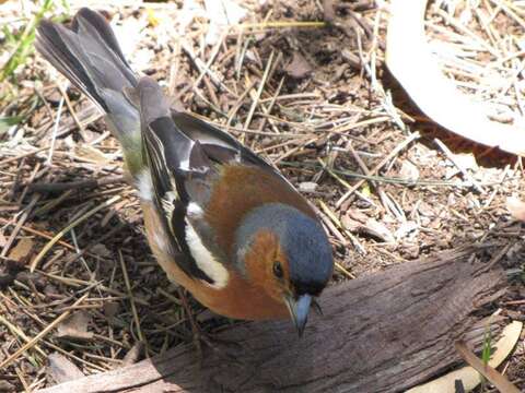 Image of Fringilla coelebs gengleri Kleinschmidt & O 1909