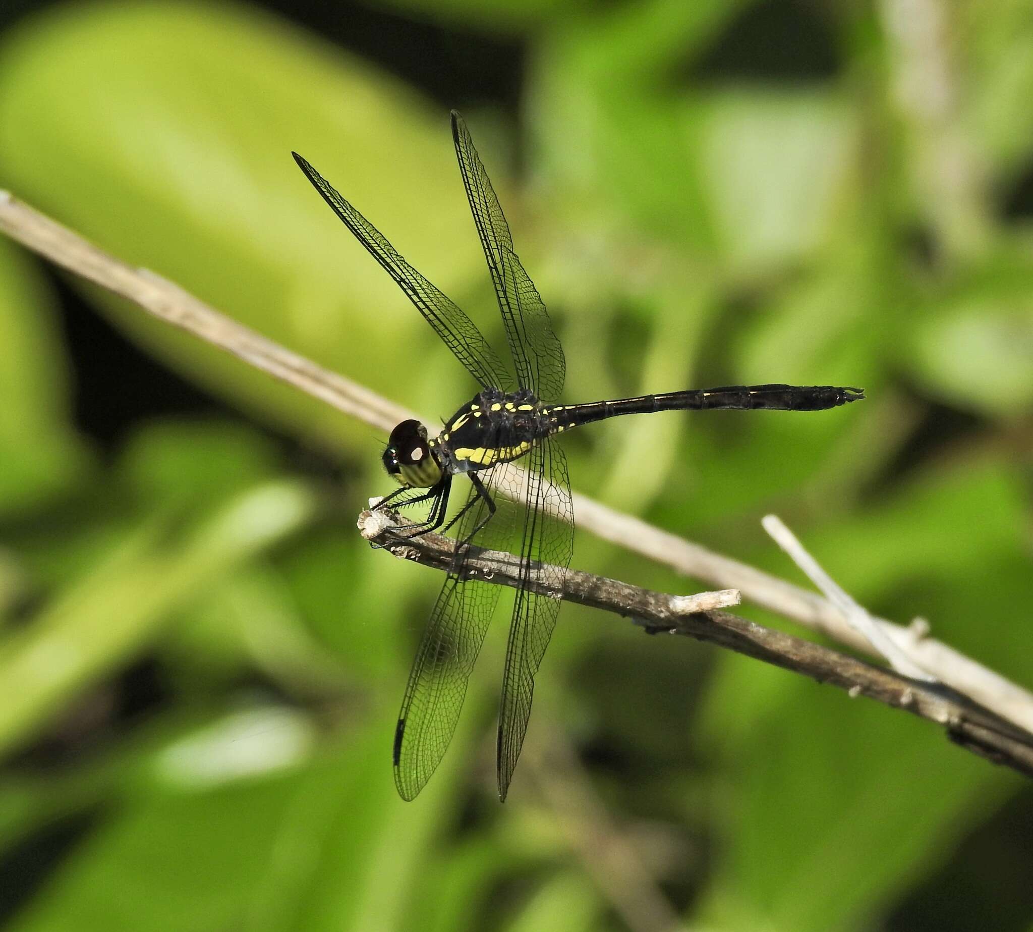 Image of <i>Agrionoptera longitudinalis biserialis</i> Selys 1879