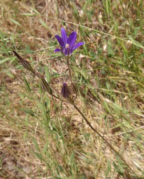 Image of harvest brodiaea