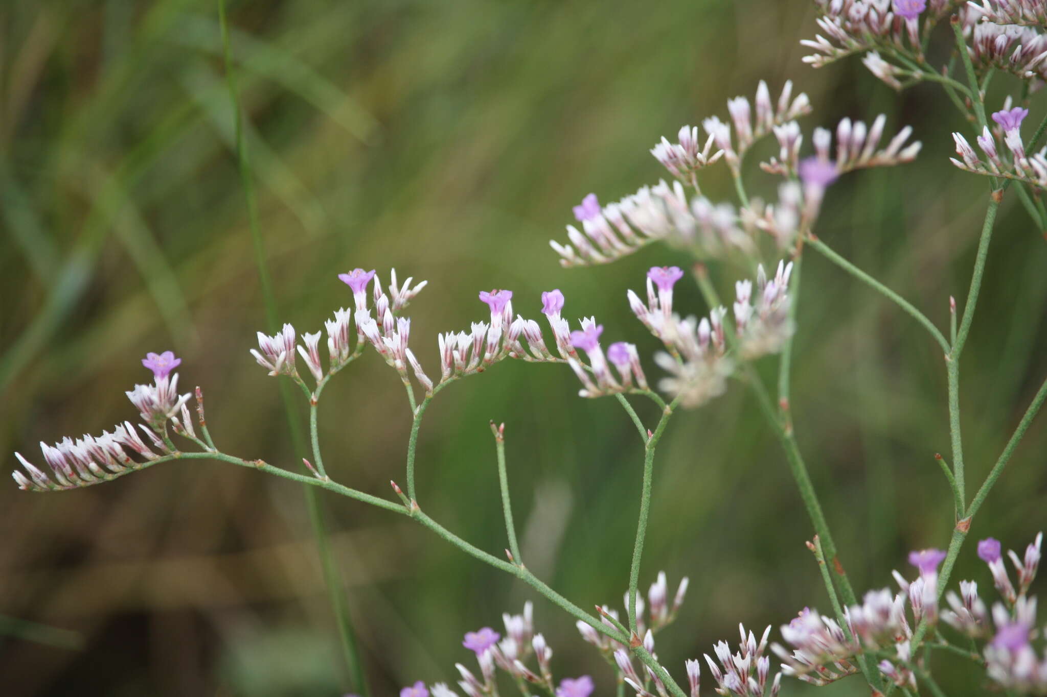 Image de Limonium sareptanum (A. Becker) Gams