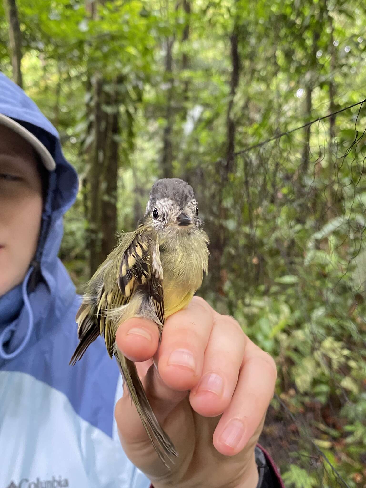 Image of Slaty-capped Flycatcher