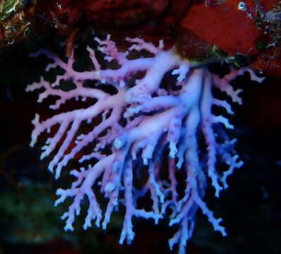 Image of Rose Lace Coral