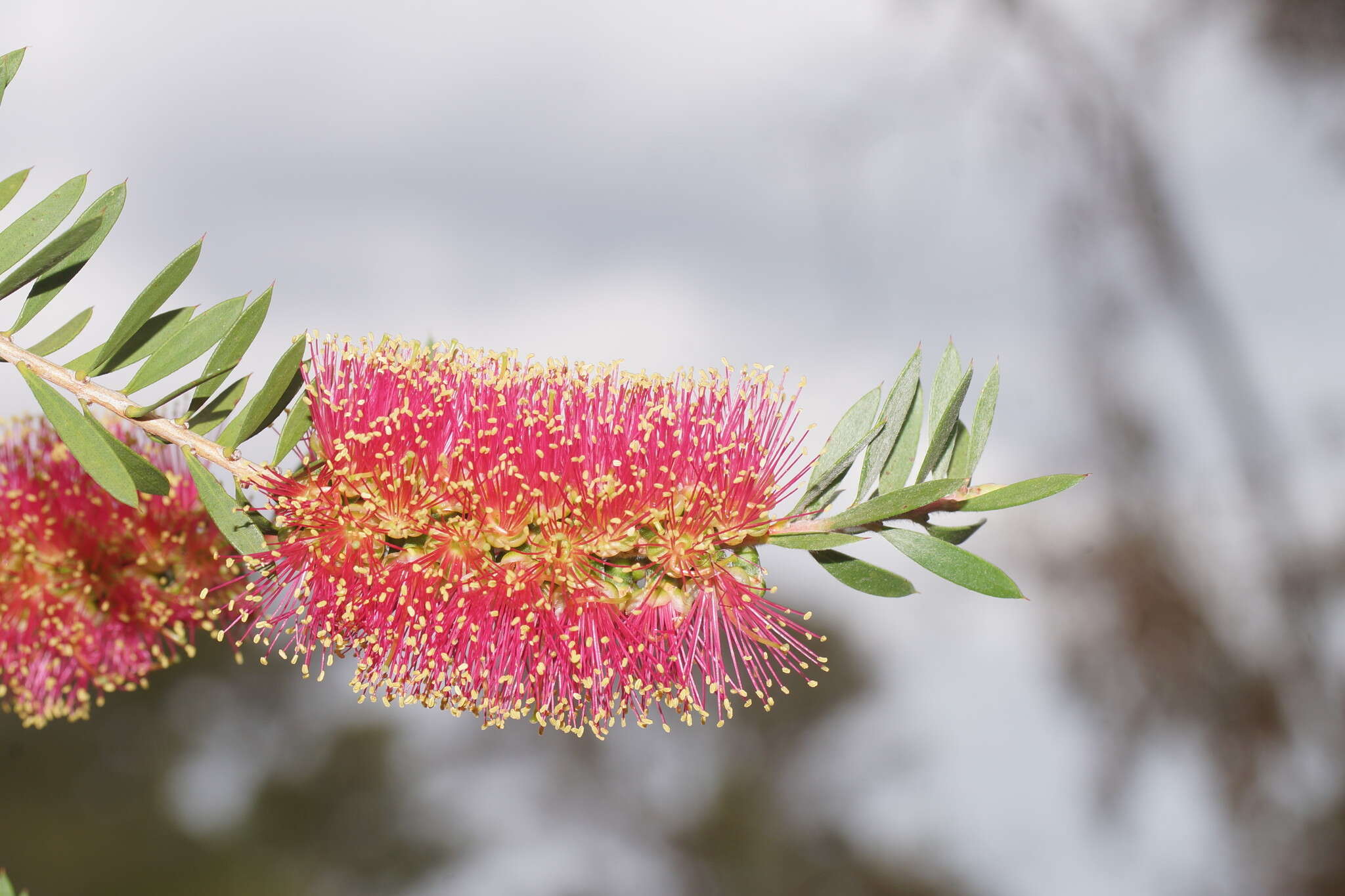 Sivun Callistemon wimmerensis Marriott & G. W. Carr kuva