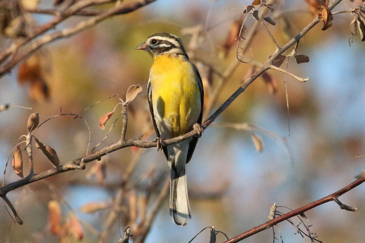 Imagem de Emberiza flaviventris princeps Clancey & Winterbottom 1960