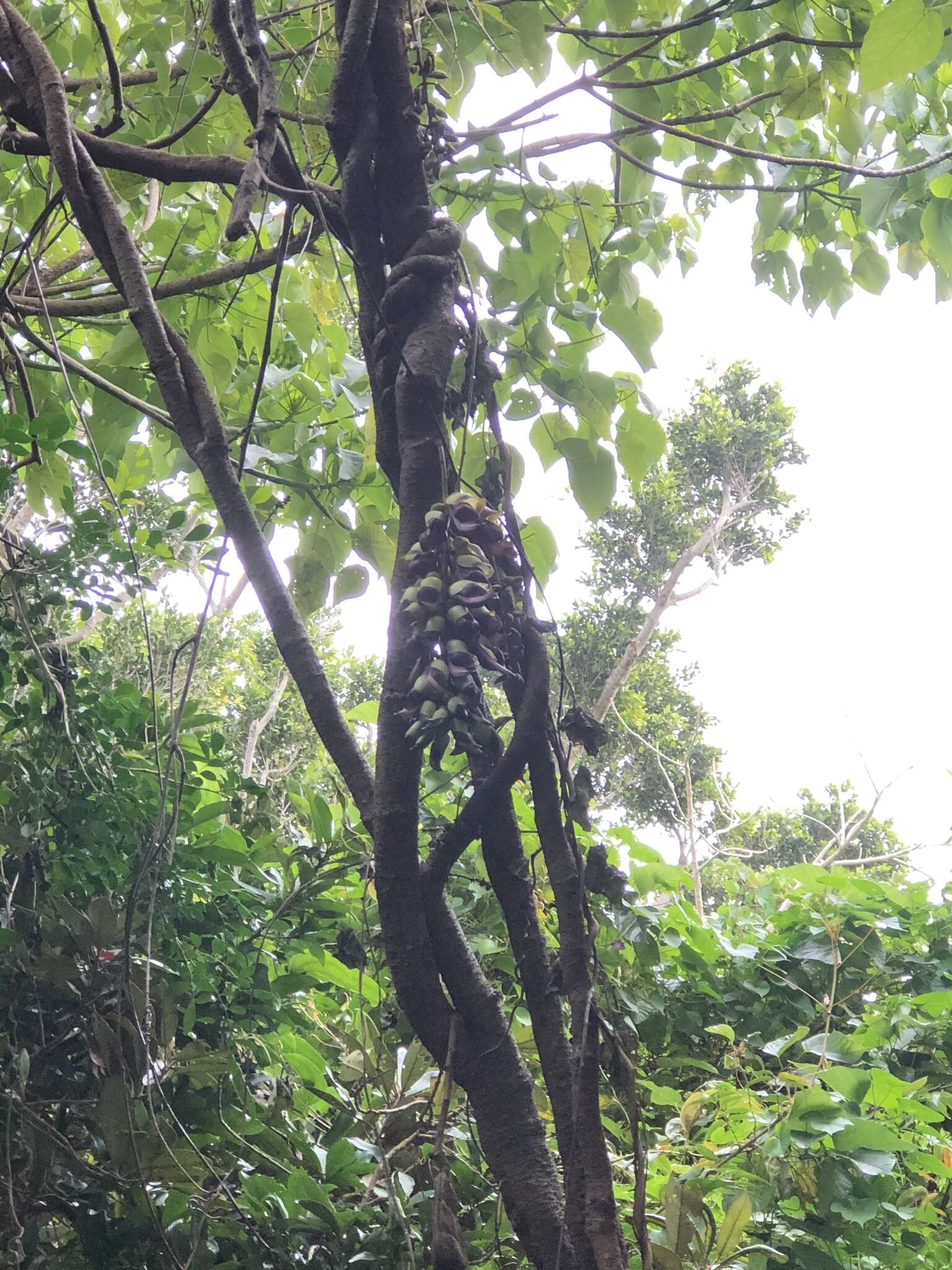 Imagem de Mucuna macrocarpa Wall.