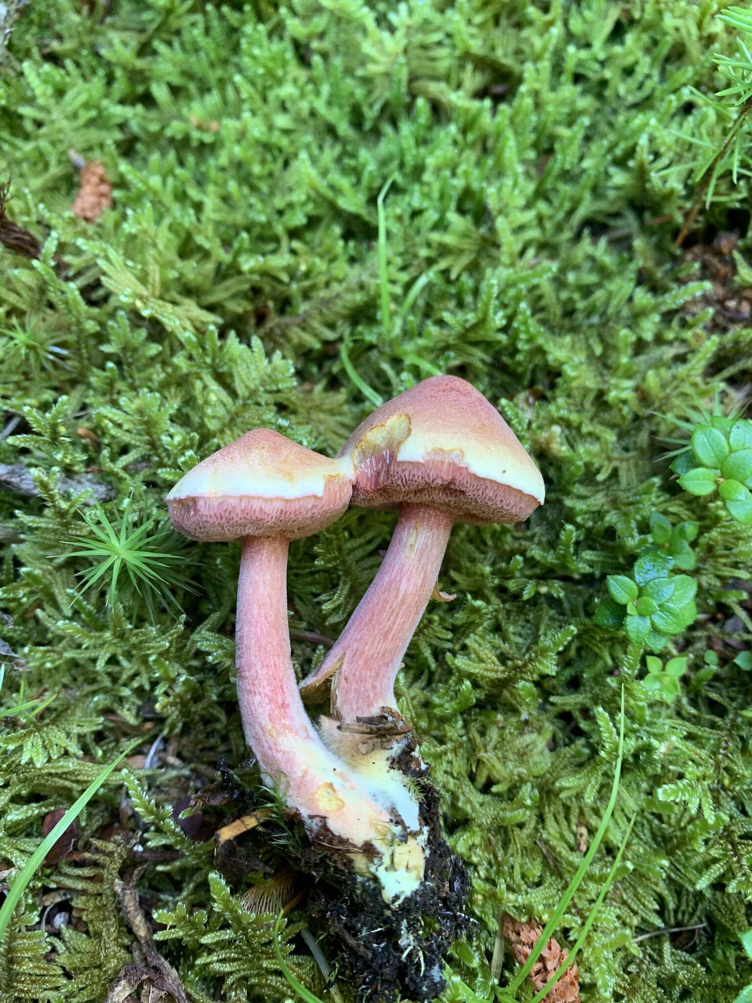 Imagem de Chalciporus rubinellus (Peck) Singer 1973