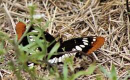 Image of Limenitis lorquini powelli Field 1936