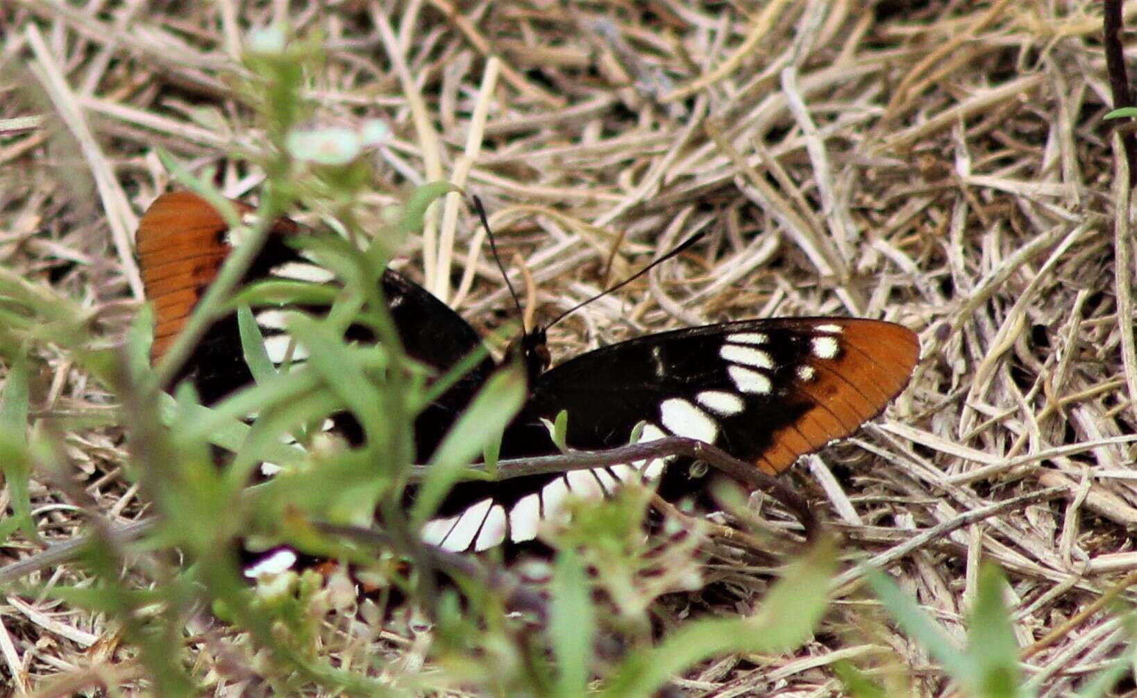 Image of Limenitis lorquini powelli Field 1936