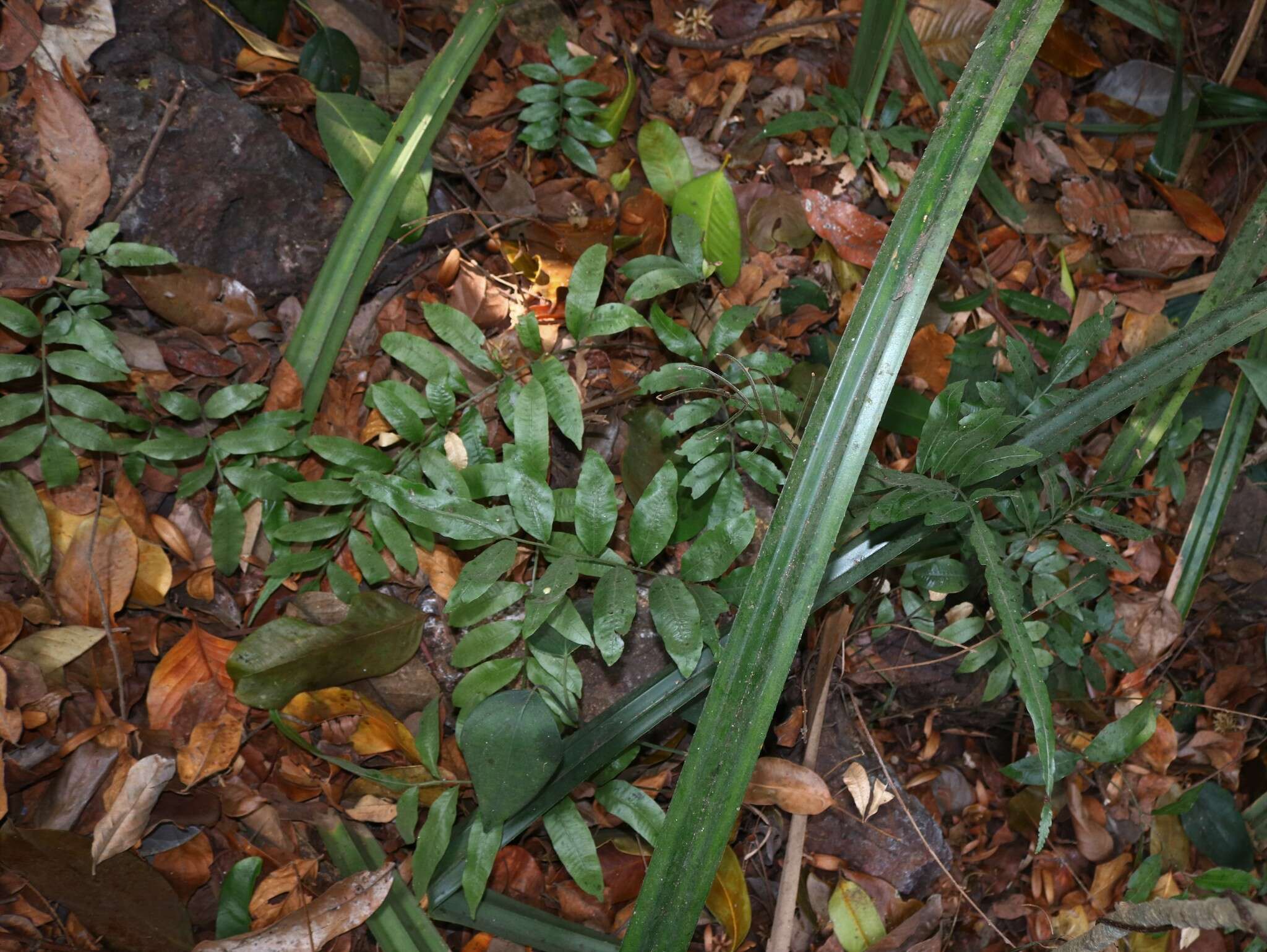 Image of Bolbitis subcrenata (Hook. & Grev.) Ching