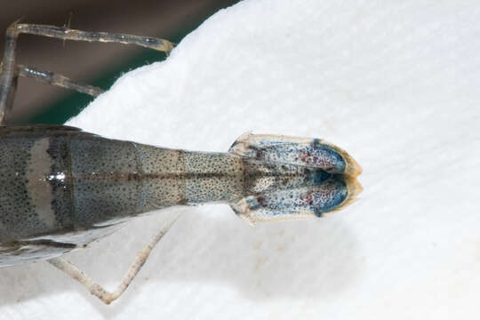 Image of bristled river shrimp