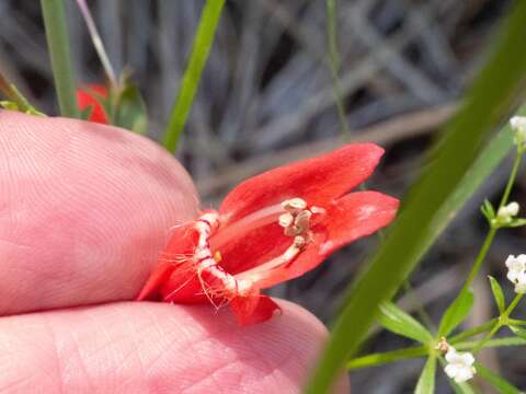 Image de Penstemon barbatus subsp. barbatus