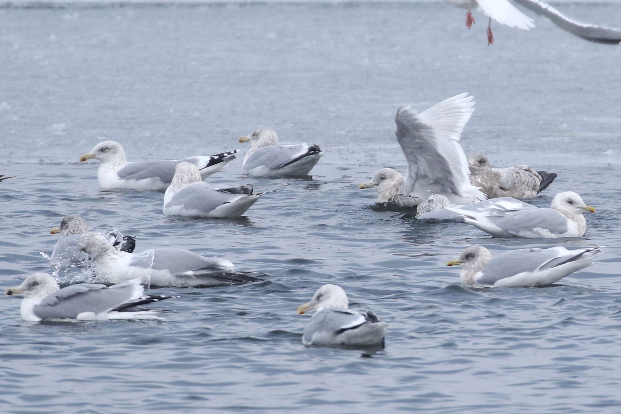 Image of Iceland gull