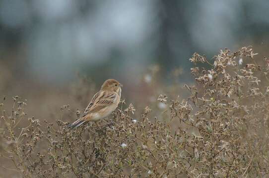 Слика од Emberiza pallasi (Cabanis 1851)