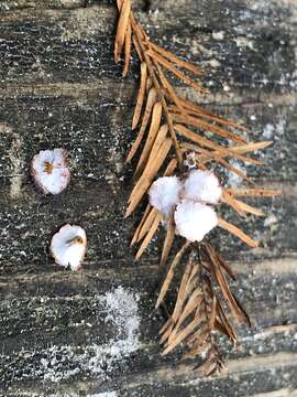 Image of Cypress Gall Midges