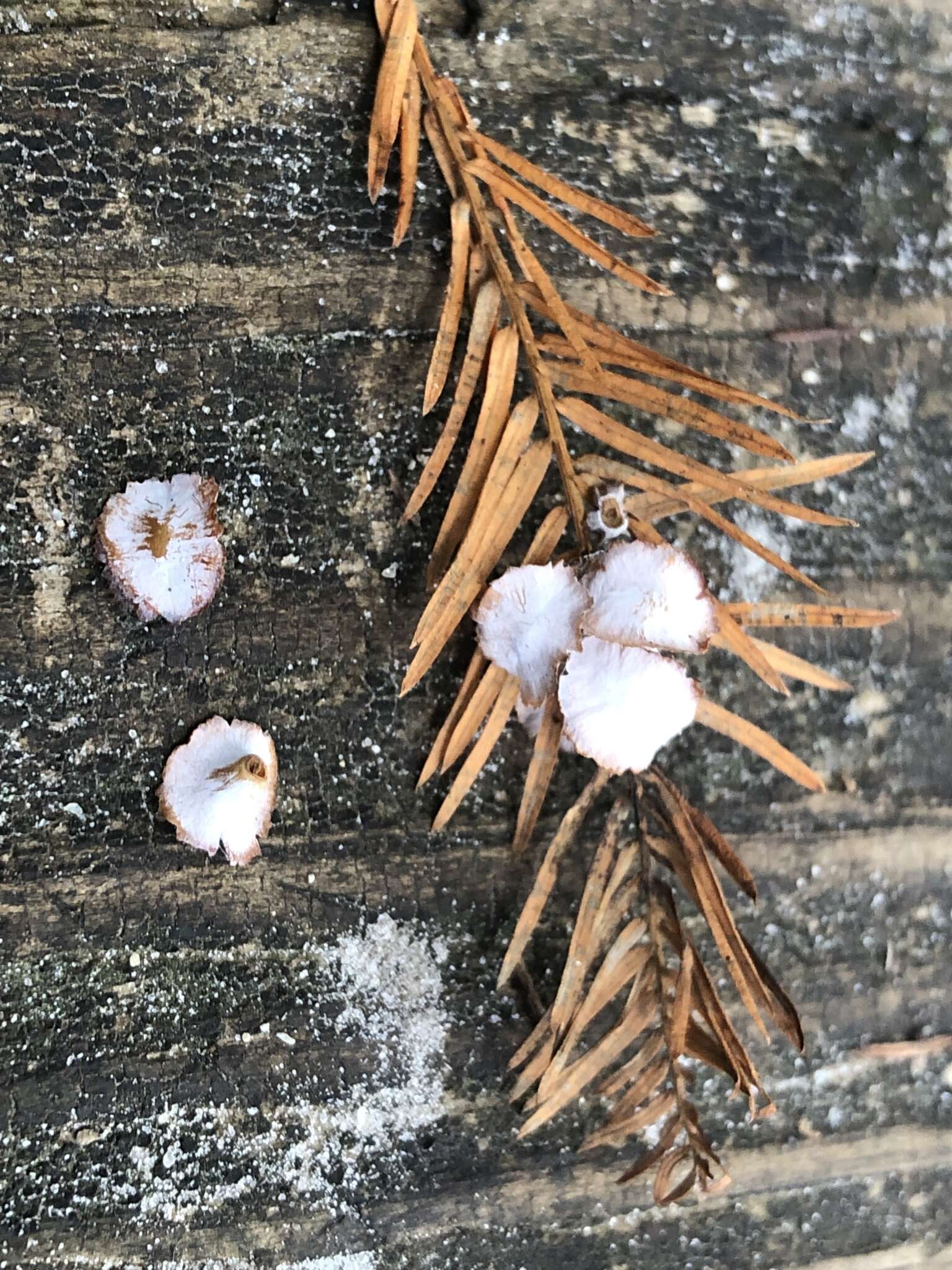 Image of Cypress Gall Midges