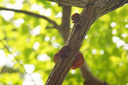 Image of Auricularia delicata (Mont. ex Fr.) Henn. 1893