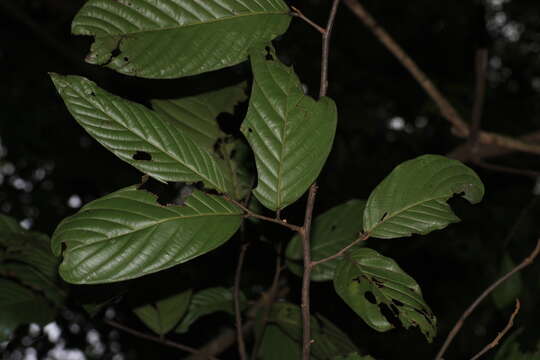 Image of Polyalthia fragrans (Dalzell) Hook. fil. & Thomson