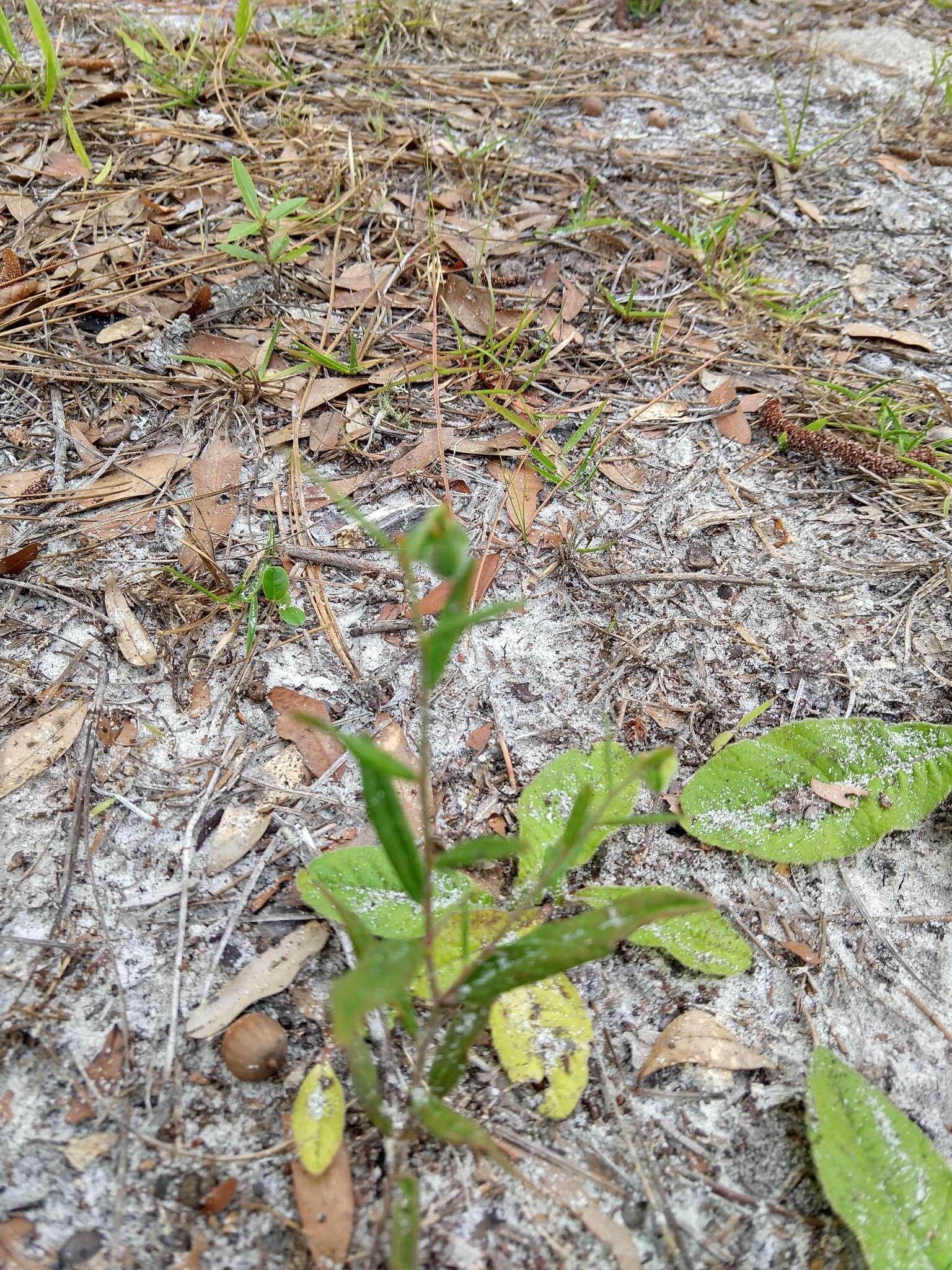 Image of wavyleaf noseburn