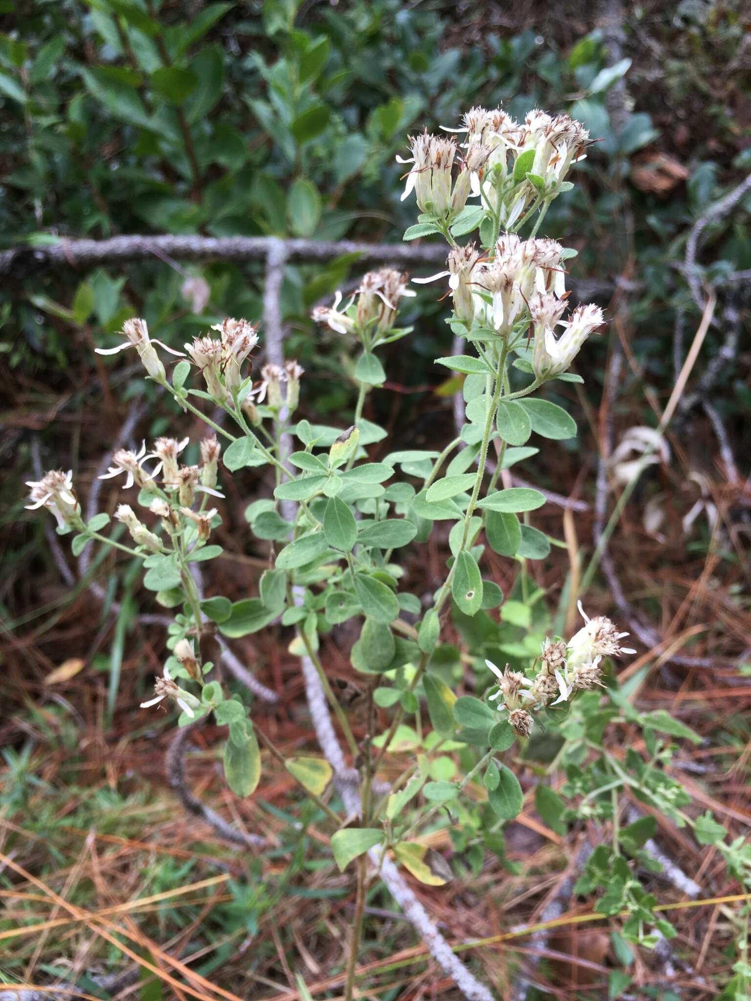 Image of Sericocarpus tortifolius (Michx.) Nees