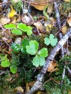 Image of Azorella allanii (Cheeseman) G. M. Plunkett & A. N. Nicolas