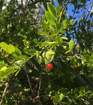 Image of maidenberry