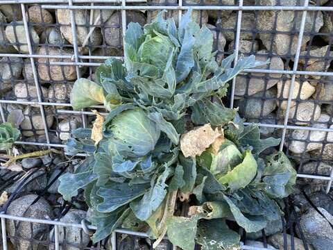 Image of white cabbage