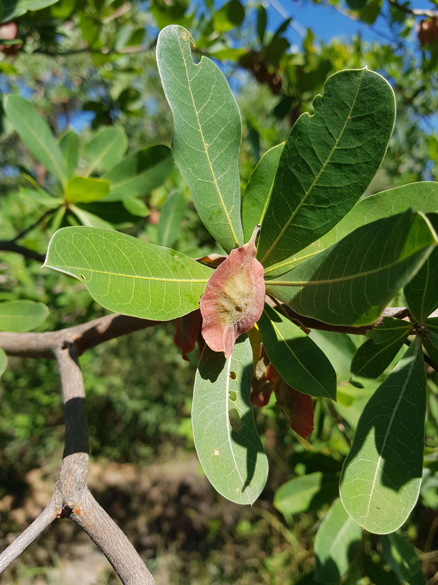 Terminalia brachystemma Welw. ex Hiern的圖片