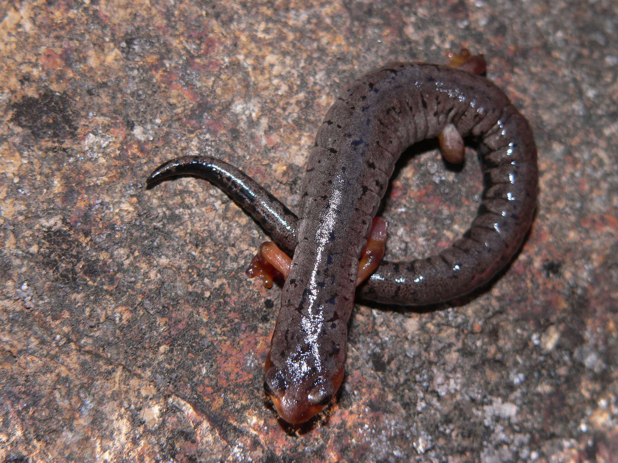 Image of Bolitoglossa pesrubra (Taylor 1952)