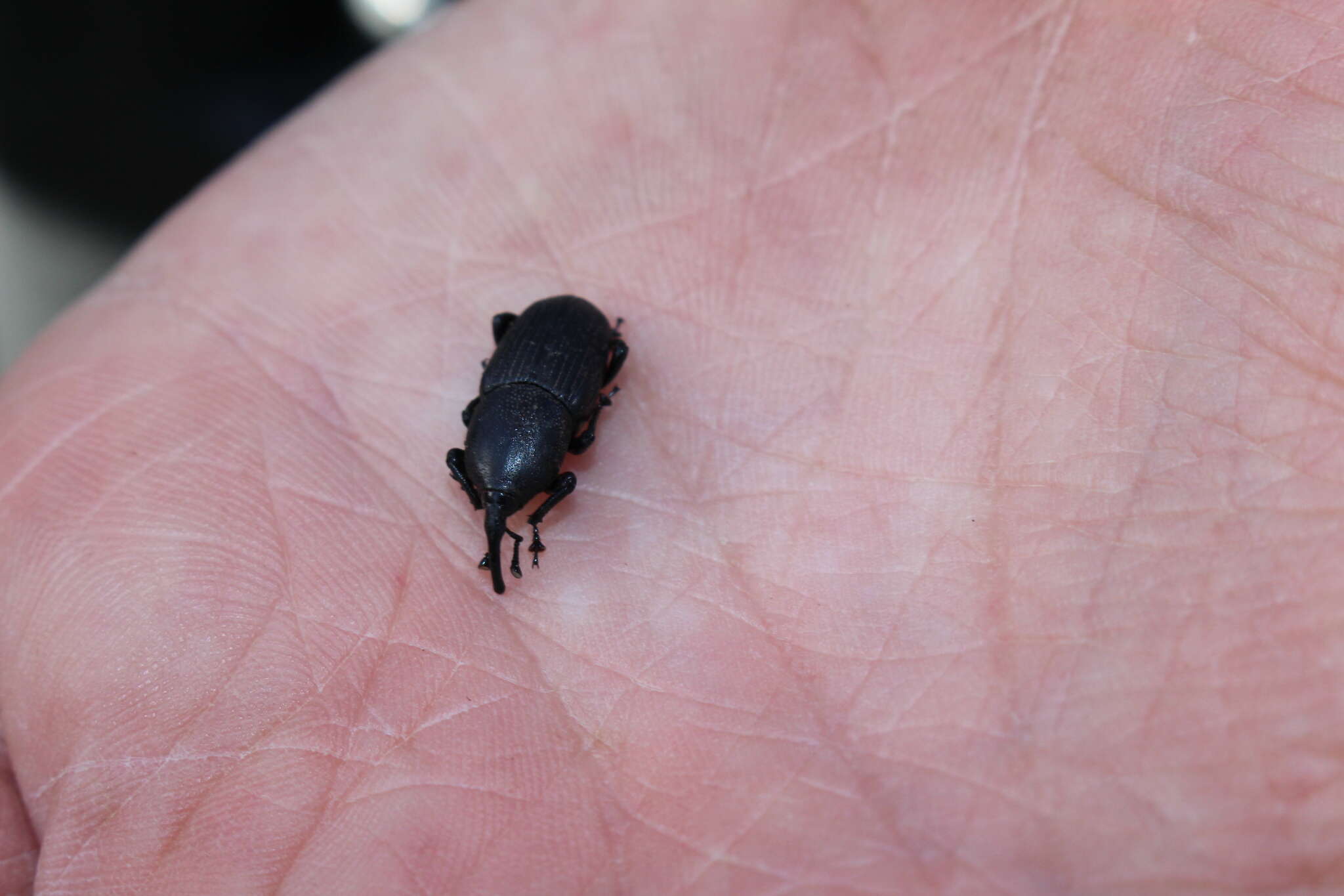 Image of Sisal Weevil