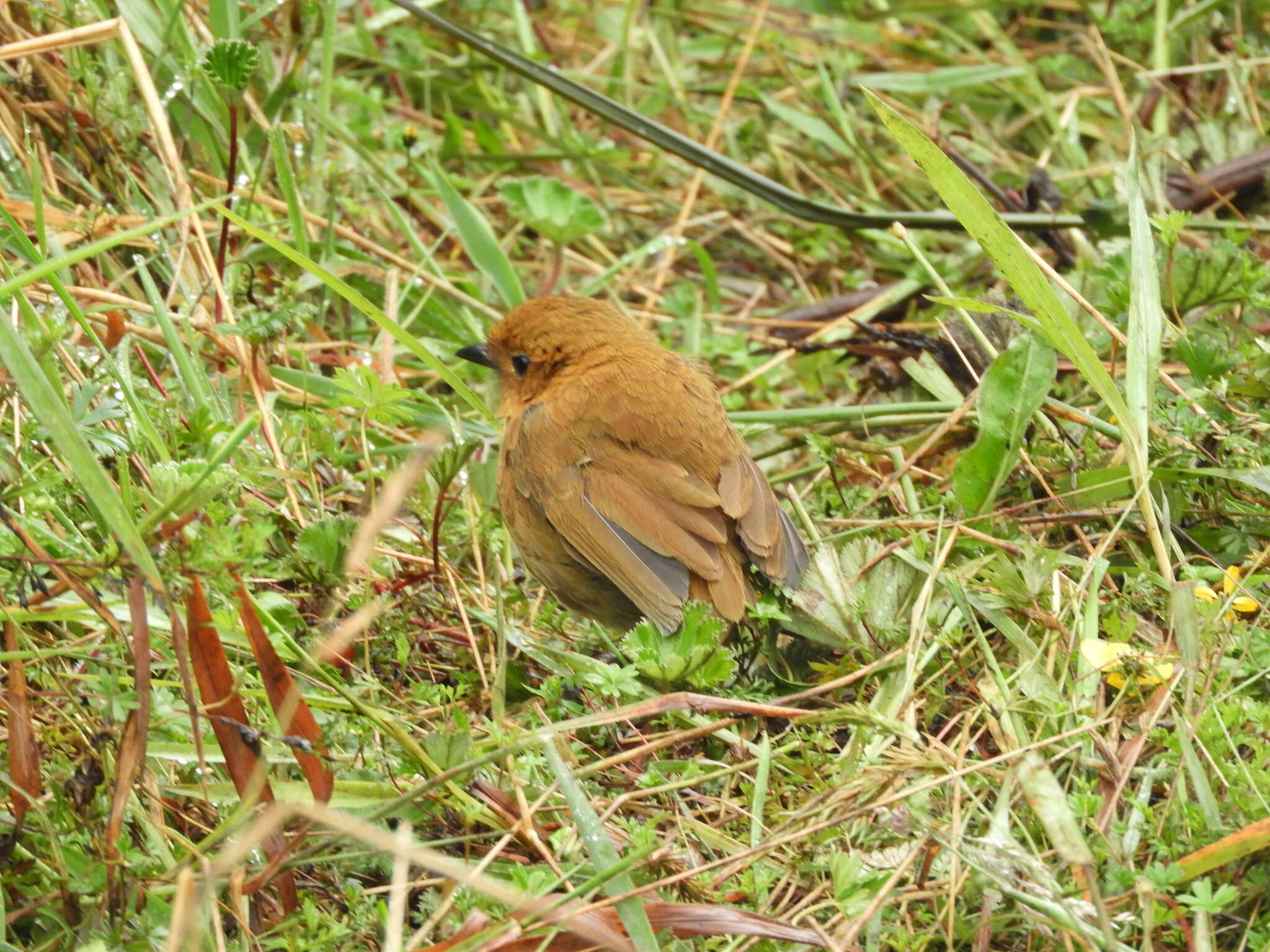 Grallaria saturata resmi